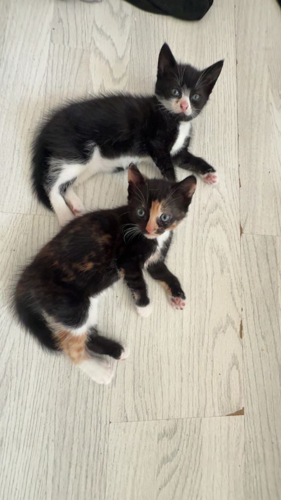 Gorgeous 9-Week-Old Kittens – Ready 