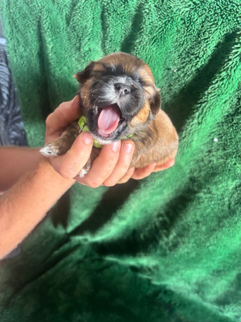 Lhasapoo puppies 