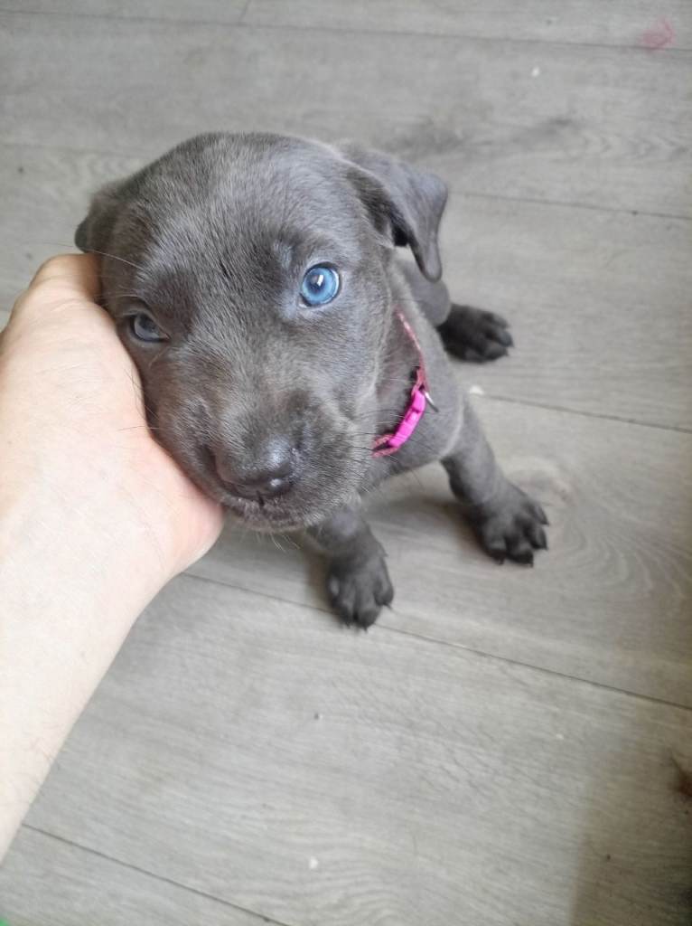 Cane corso cross puppies