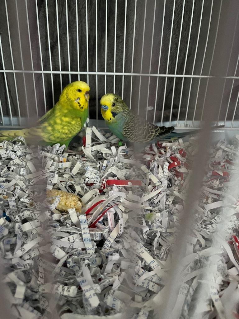 Budgies. 1 male and 1 female 