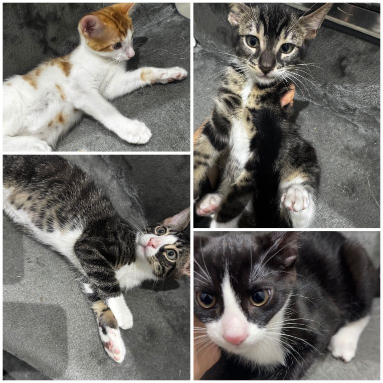Adorable Kittens Looking for Forever Homes