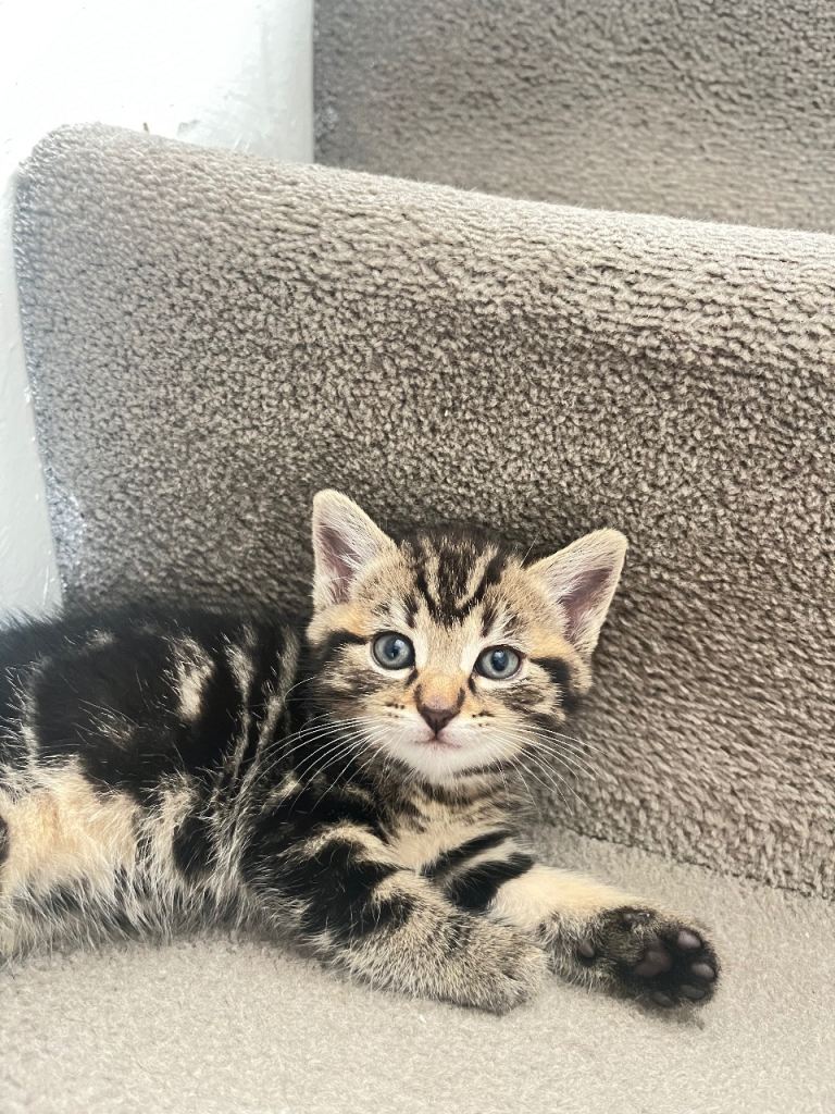 Kittens 