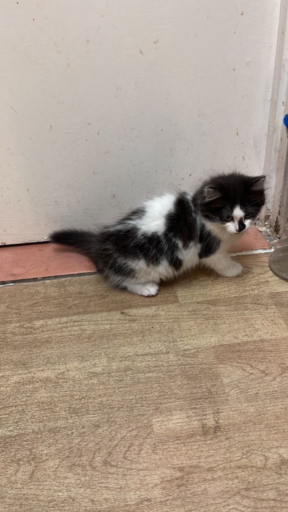 One Kittens for sale, £100