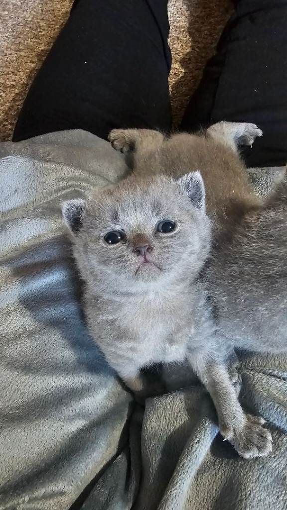 Beautiful Blue British Shorthair Boy & Girl 🐾