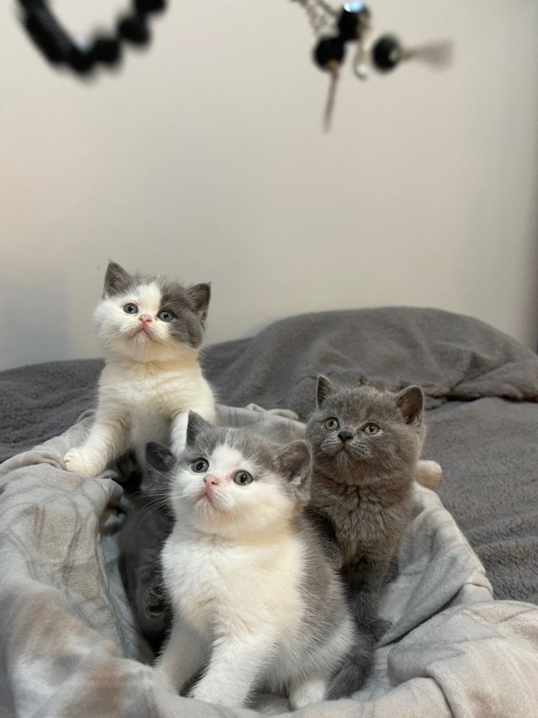British shorthair cats for sale 