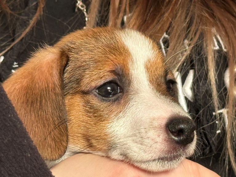 Jack Russel puppy 9 weeks old 