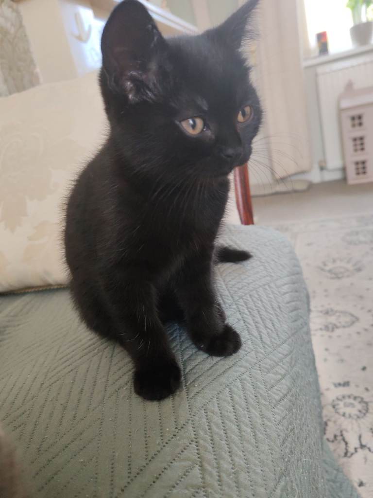 Ready to leave Black kitten