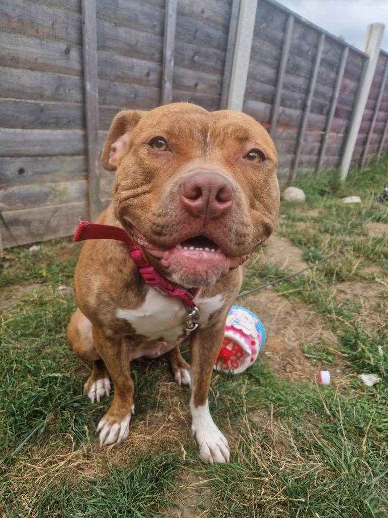 Pocket/american bulldog 