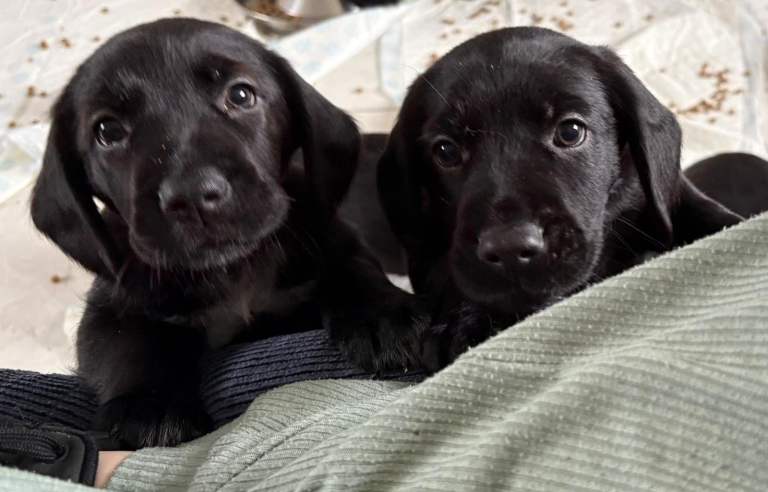 German Shepard pups 8 weeks old 