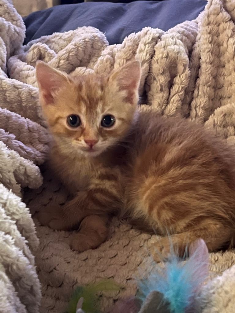 Beautiful ginger kittens 