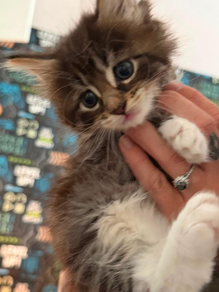 Maine coon cross