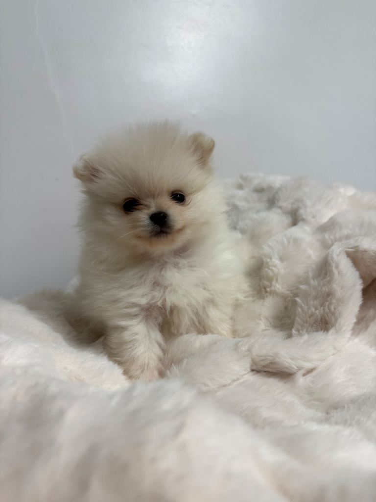 X SMALL TEDDY BEAR FACED POMERANIAN PUPPIES X3 GIRLS 