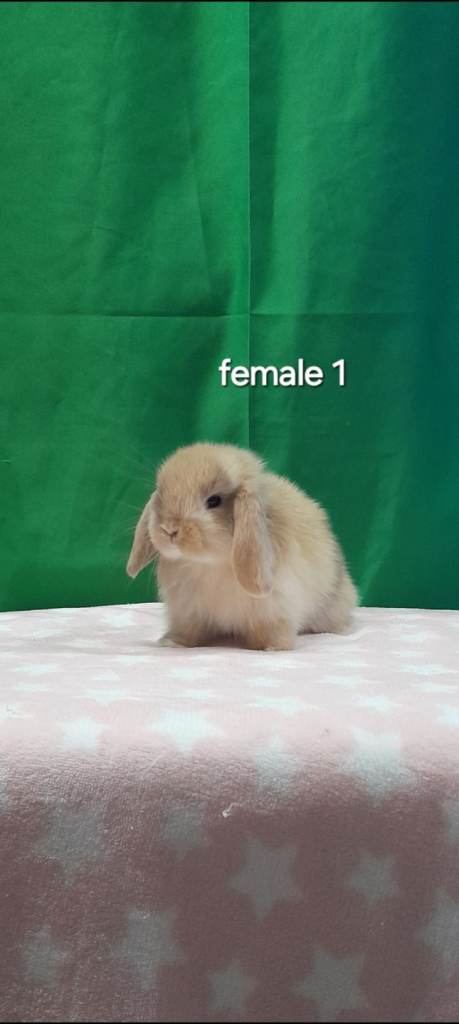 Purebred mini lop rabbits ready this weekend 