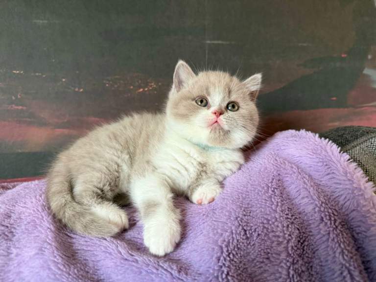 Kittens BSH/BLH