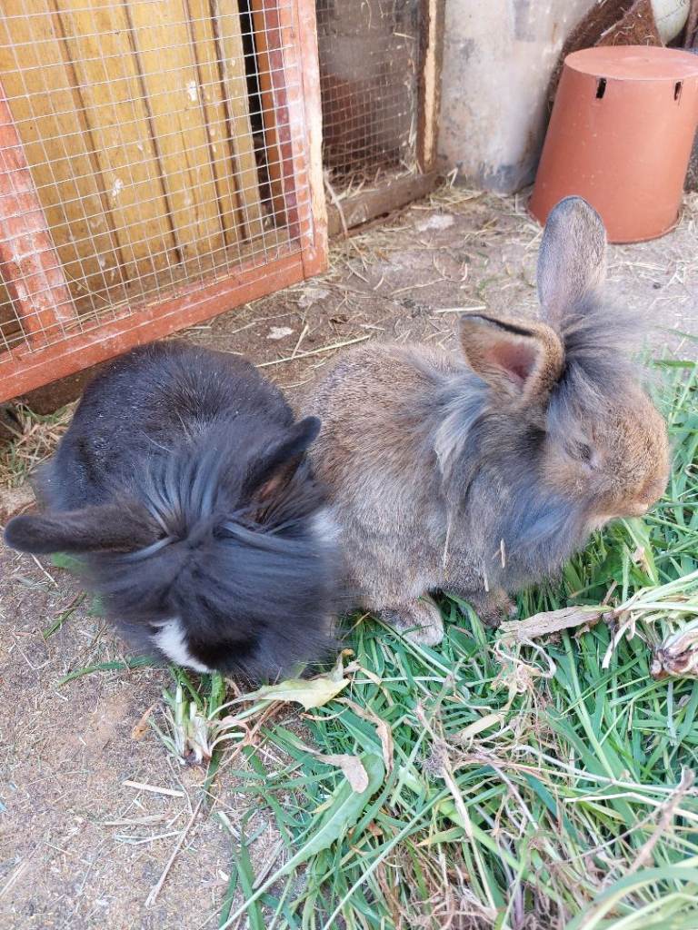 Male lionhead mixed rabbits