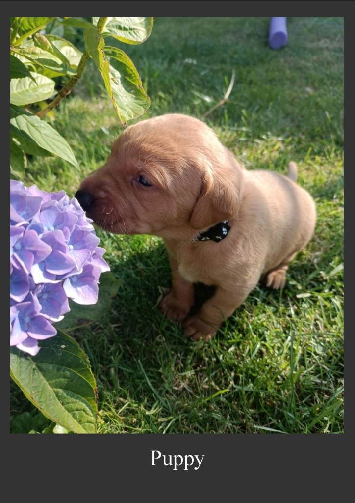 Fox red coloured Labrador Retriever puppies - For Sale - 4 x Dam & 2 x Sire