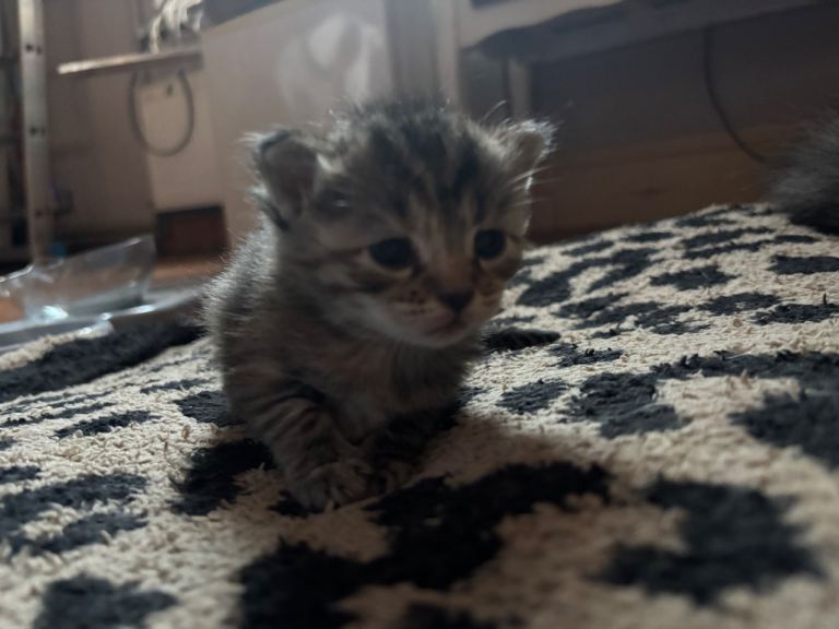 Fluffy mixed breed kittens 