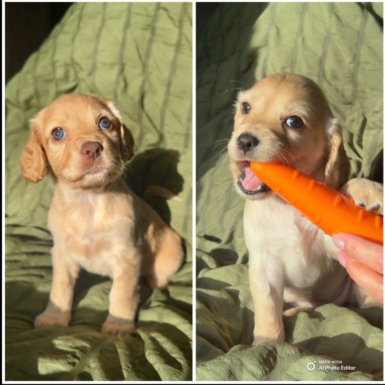  KC Coker Spaniels puppies 