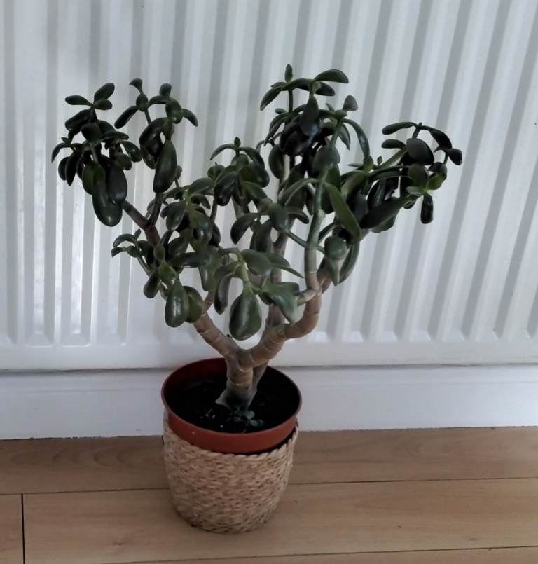 Money plant in 19cm pot which stands 60 cm high