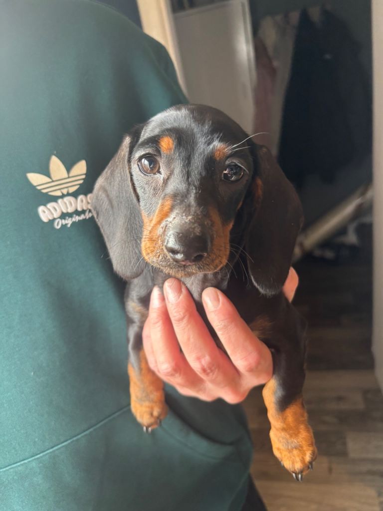 Mini Smooth Haired Dachshund 