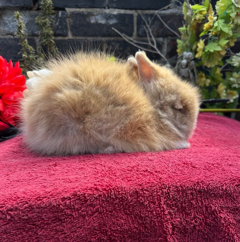 Lionhead Baby Rabbits 