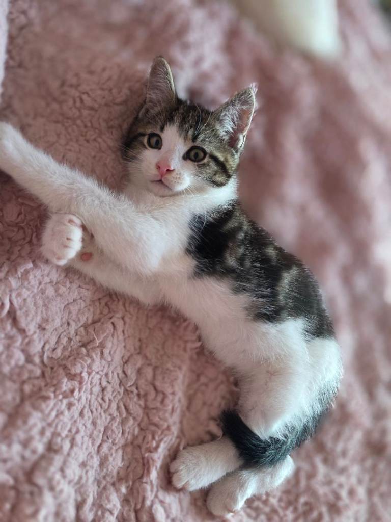 Cross maine coon kitten