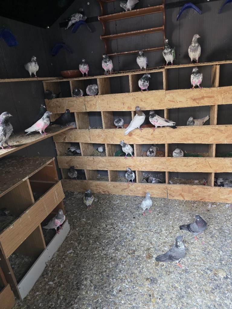 Pakistani pigeons