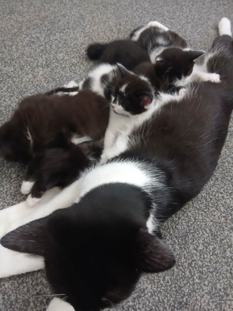 6 Adorable Kittens (4 Boys, 2 Girls) Ready To Leave 7th September.