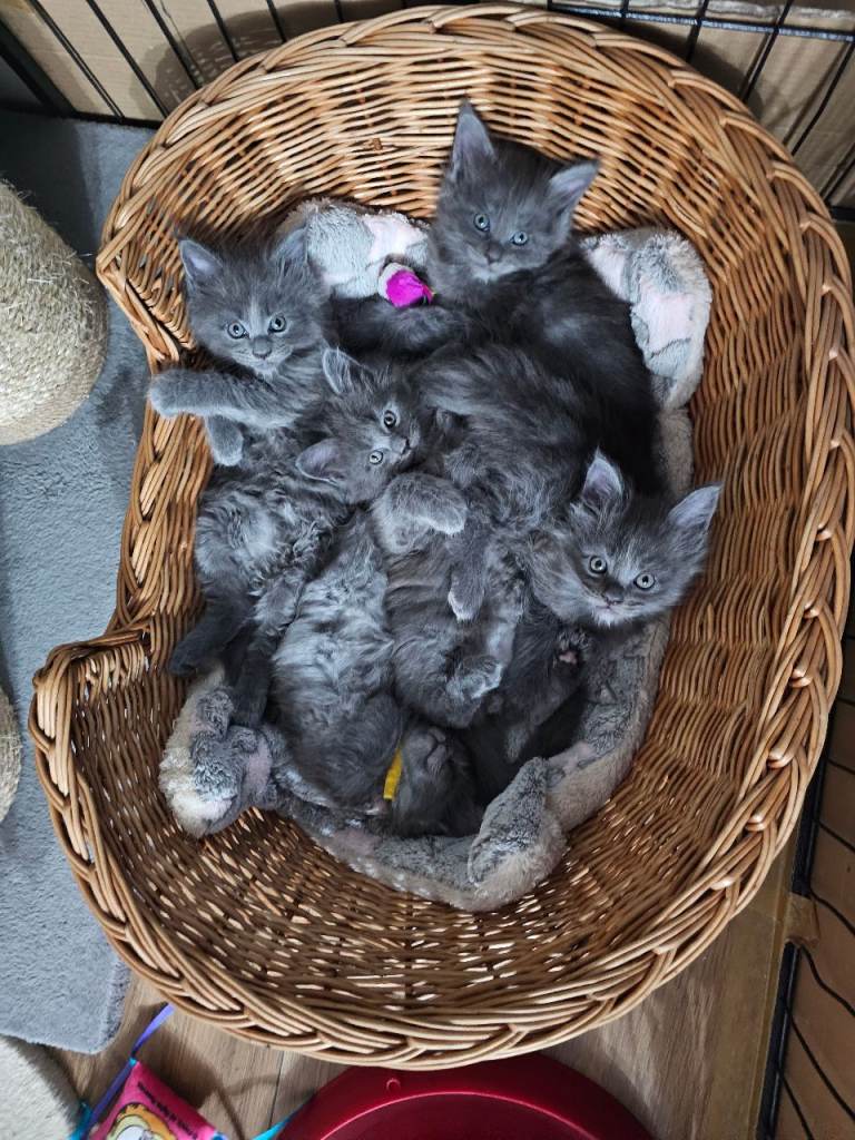 Blue Maine Coon kittens 