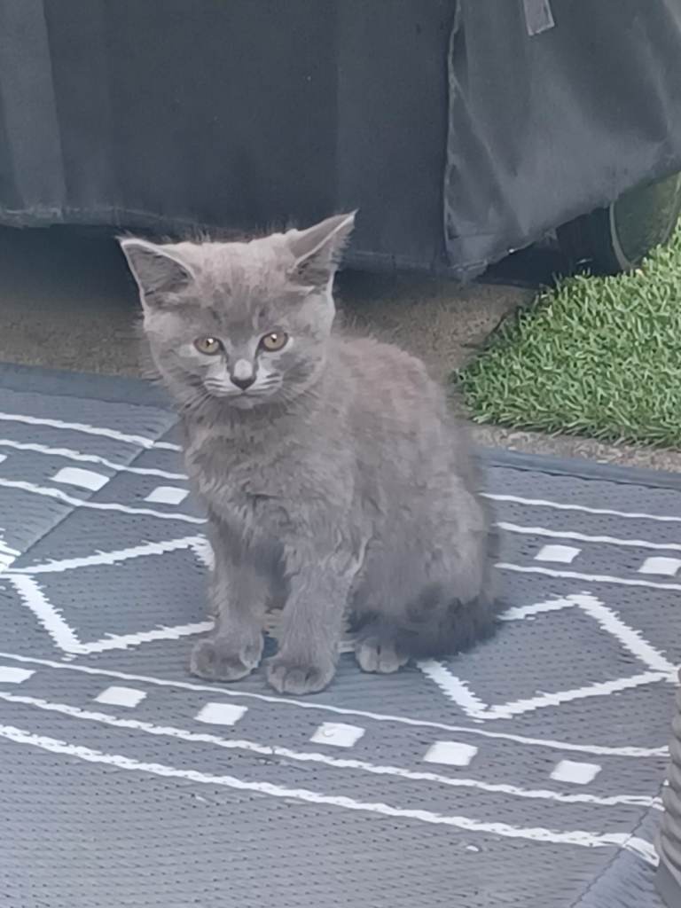 ADORABLE KITTEN FOR SALE. VERY PLAYFUL, LITTER TRAINED AND CATFLAP TRAINED.