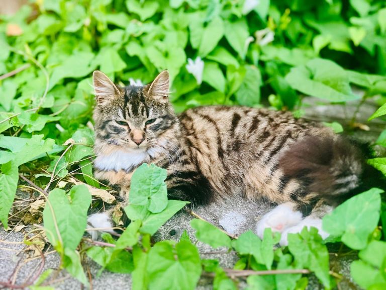 Kitten/cat