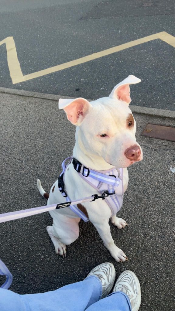 Forever loving home needed