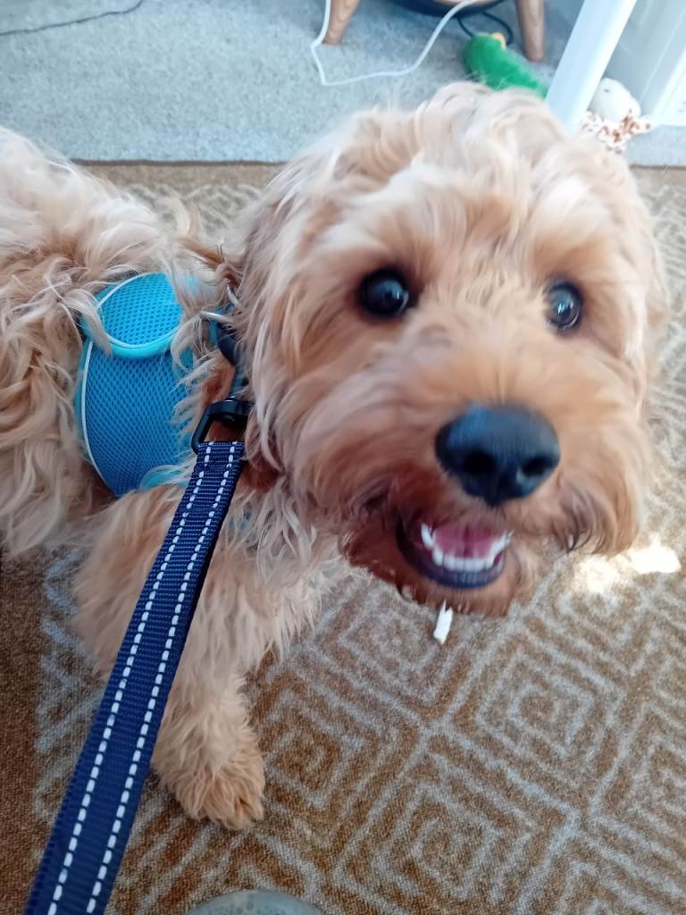 Cavapoo