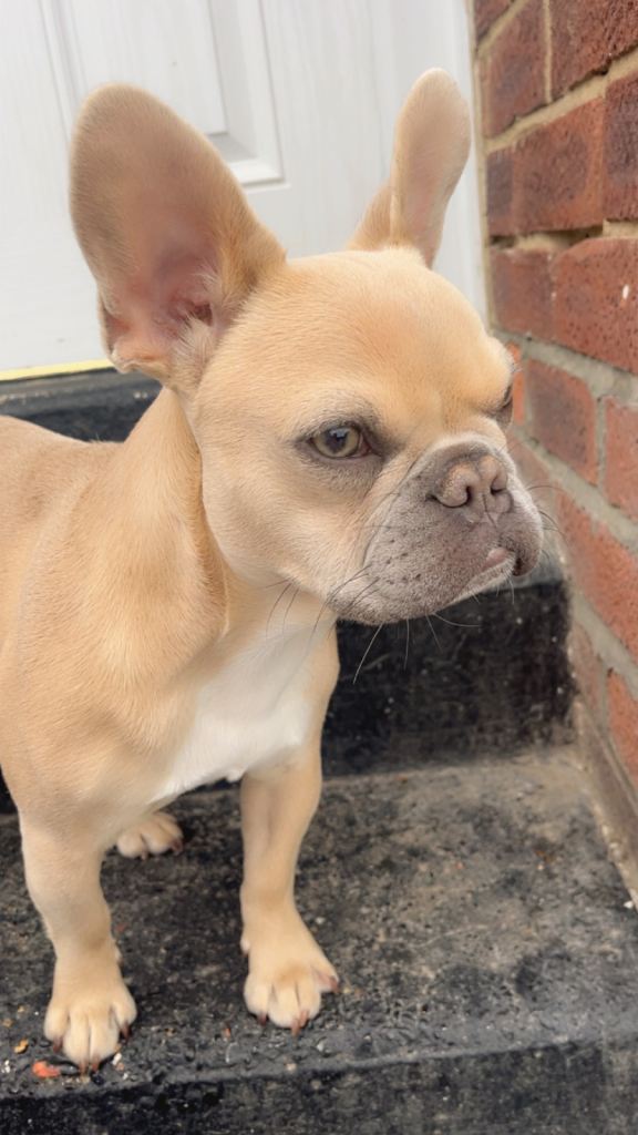 French bulldog 
