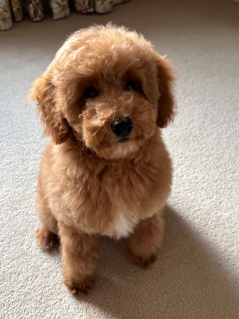 Miniature Poodle Puppy 3m Boy