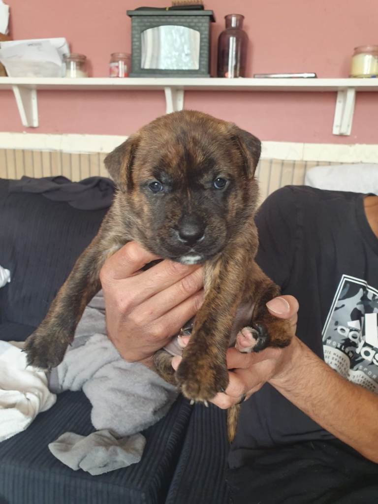 Puppys for sale