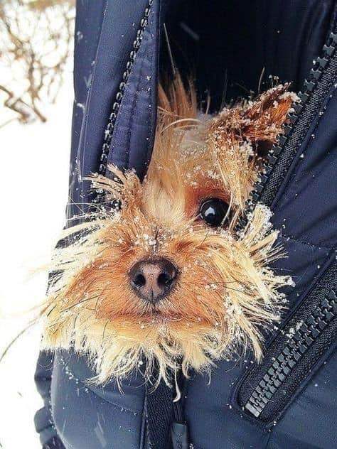 MORKIES 🐶❤️ **Yorkshire Terrier × Small Maltese Puppies – £1,000**