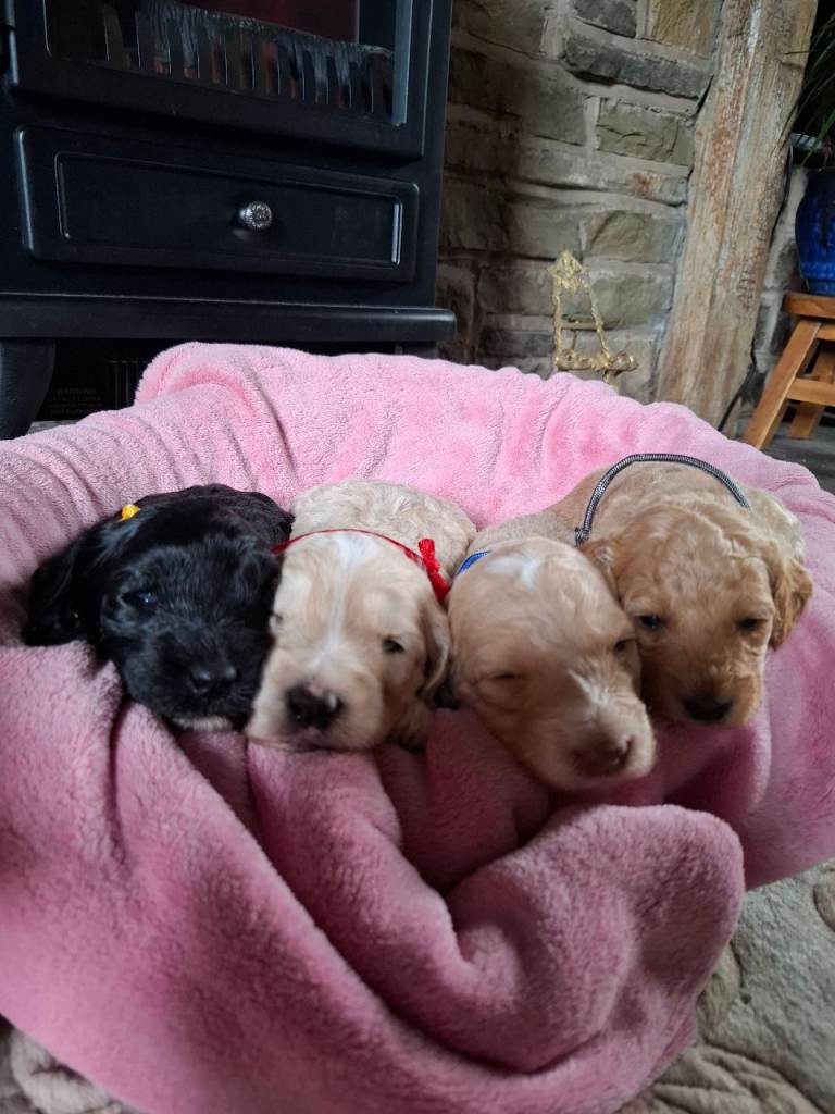 Beautiful Cockapoo Puppies For Sale 