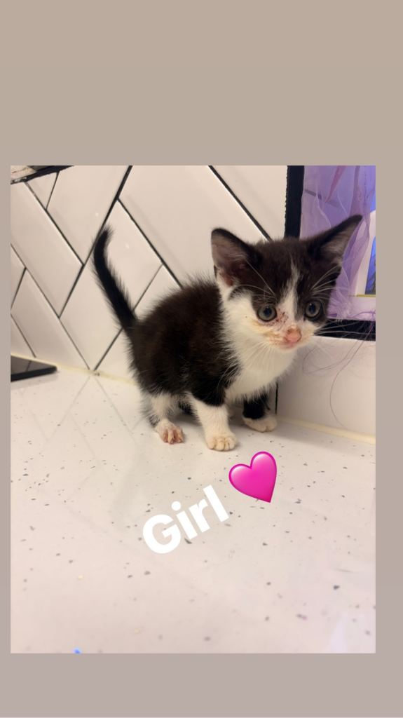 🐾 ADORABLE KITTENS LOOKING FOR THEIR FOREVER HOMES 🐾