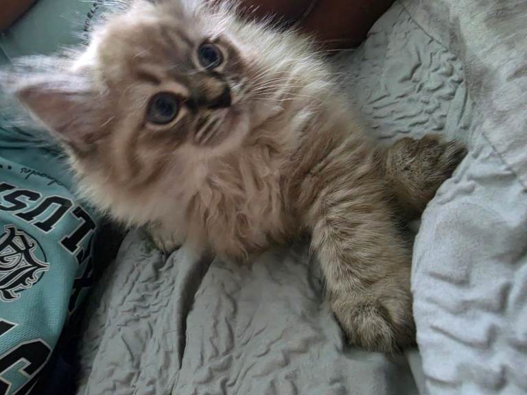 Ragdoll cross scottish straight kittens