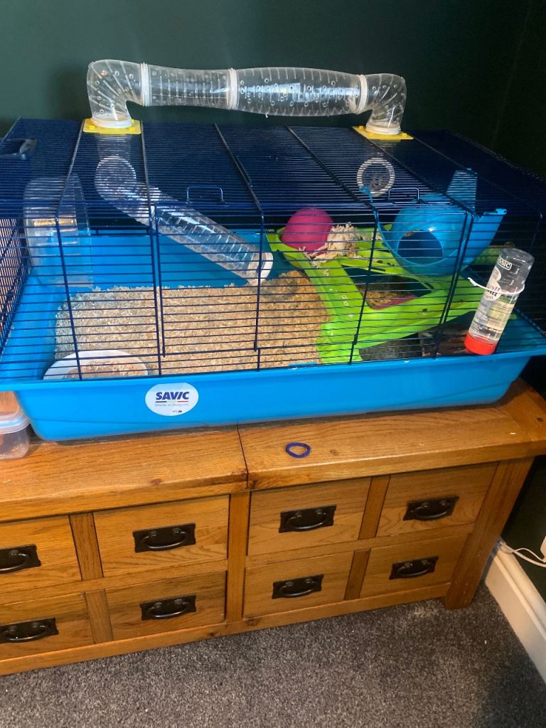 Hamster in need of a good home 