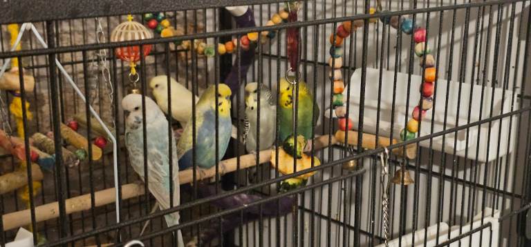 5 Budgies