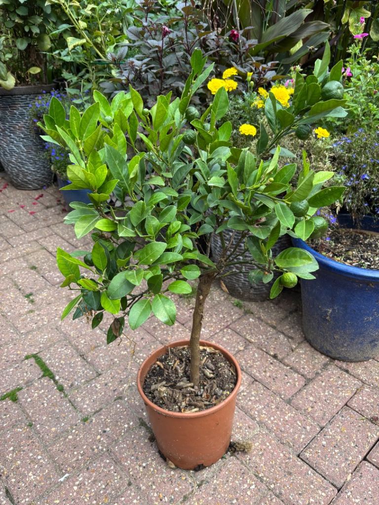 Healthy Lime Tree in Pot – Producing Fruit