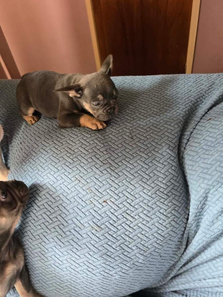 French bulldog puppies 