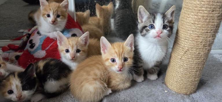 Gorgeous Kittens Looking for Their Forever Homes 🐾