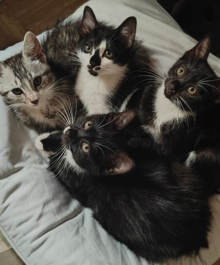 Kittens for sale 