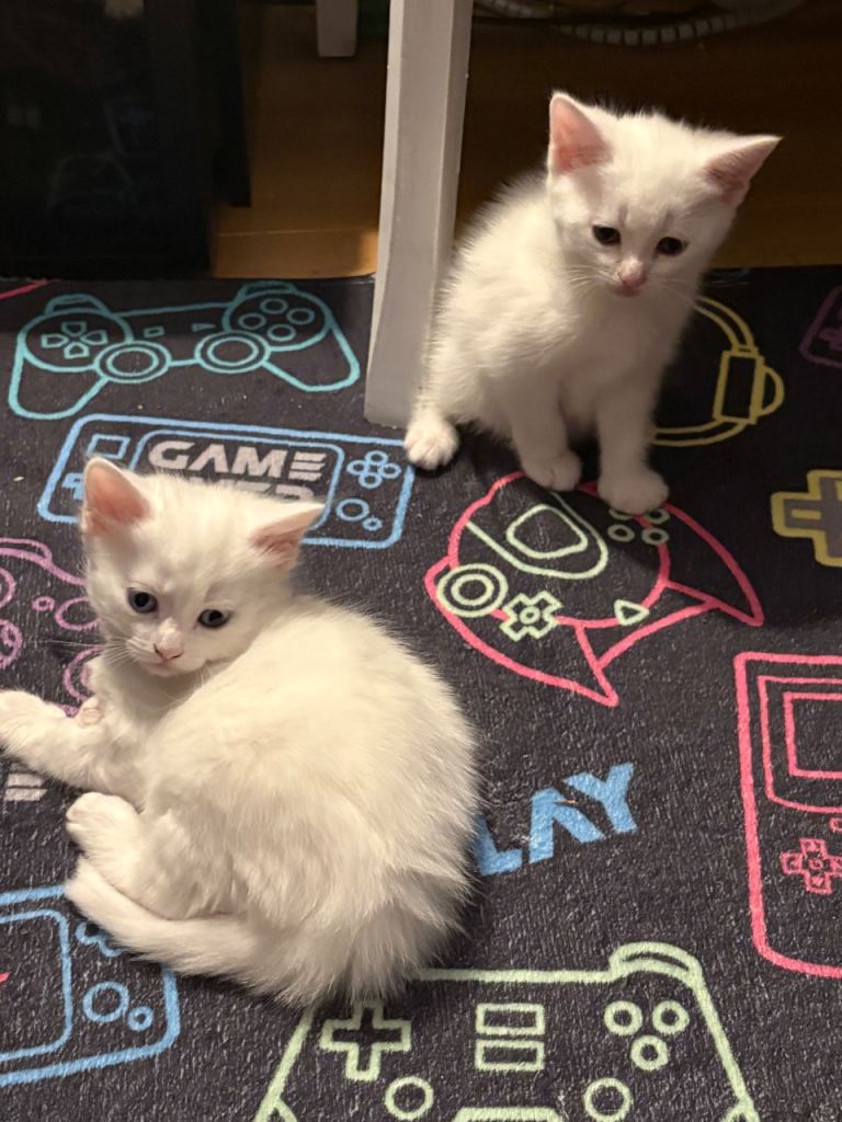 Pure white kittens (Japanese bobtail mix)