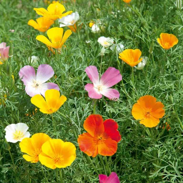 California Poppies - Vivid Mix - Plug Plants - 8 Plants Per Tray - Grown Peat-Free