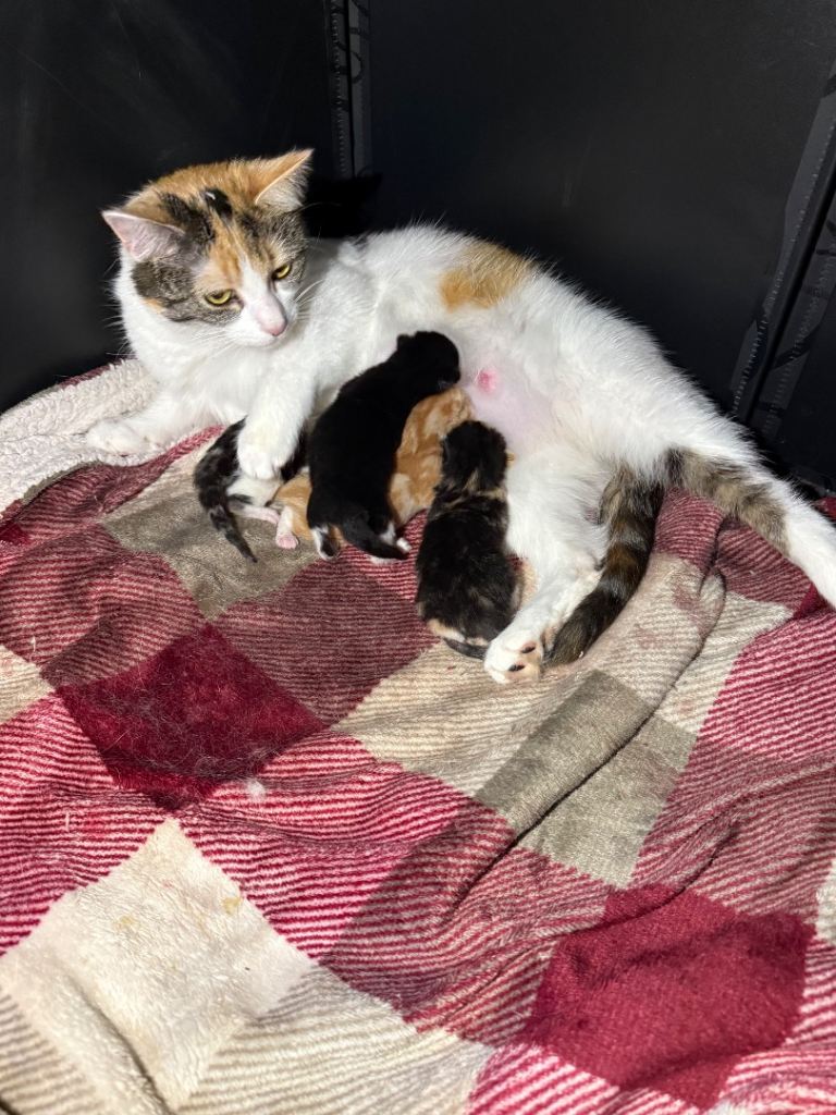 Kittens 