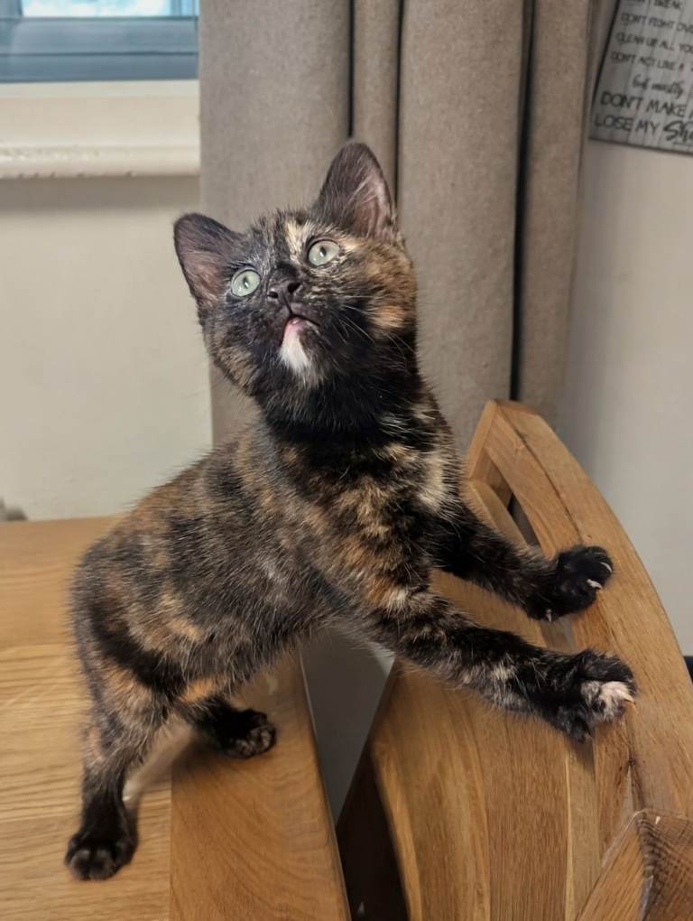 9 week old female kitten looking for her for ever home last of her litter 